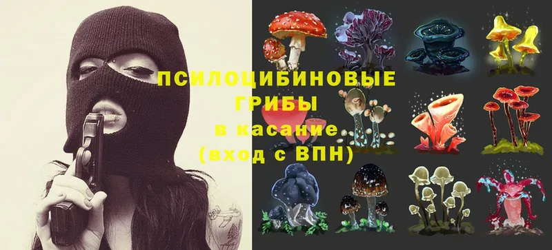 где продают   Костомукша  Галлюциногенные грибы Psilocybe 